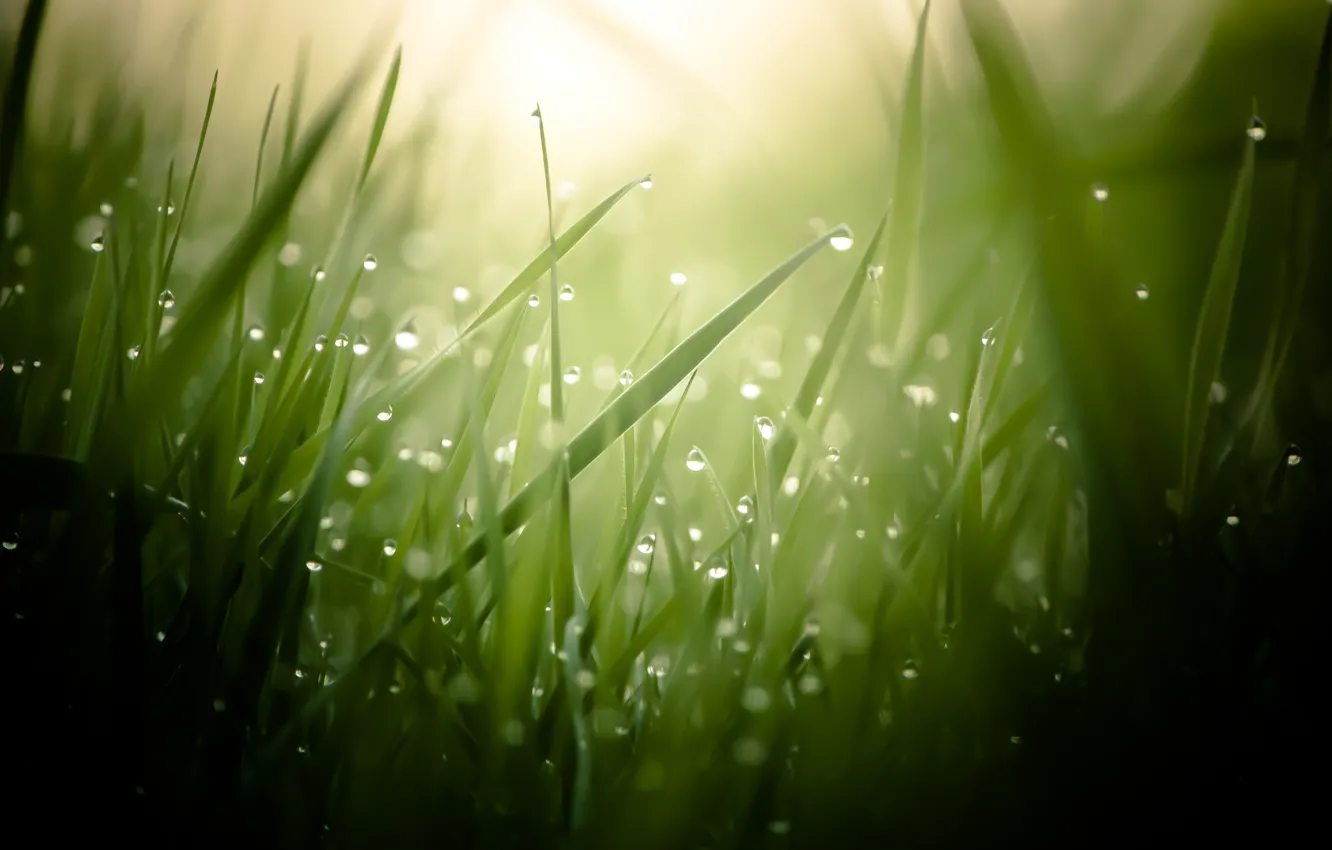 Фото обои трава, капли, макро, роса, размытость