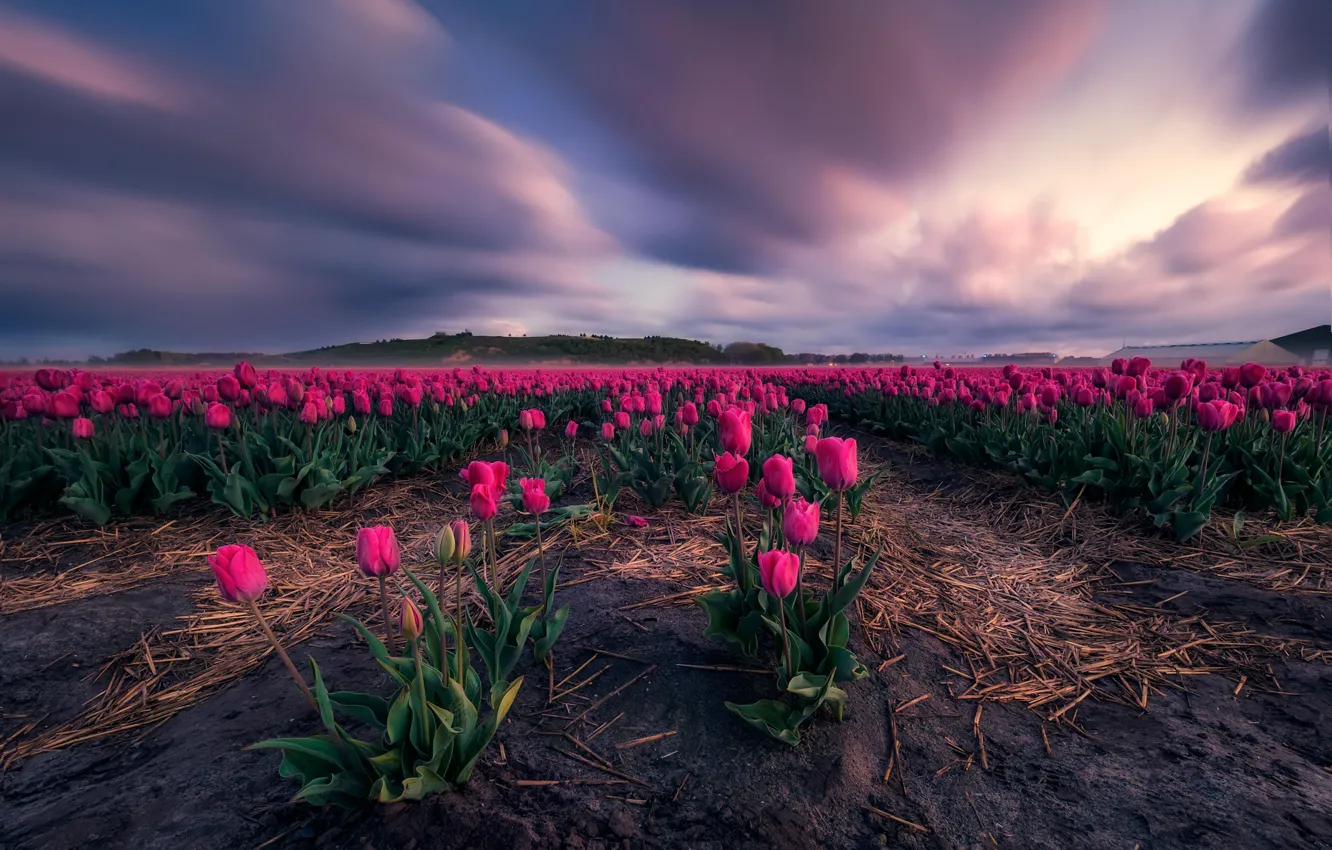 Фото обои поле, небо, облака, цветы, весна, даль, тюльпаны, солома
