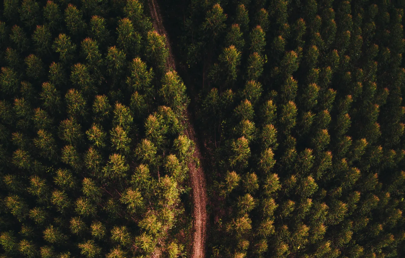 Фото обои дорога, лес, пейзаж, природа, forest, road, landscape, nature