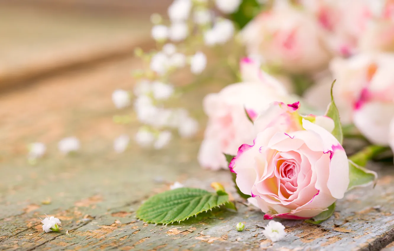Фото обои розы, лепестки, pink, flowers, romantic, roses