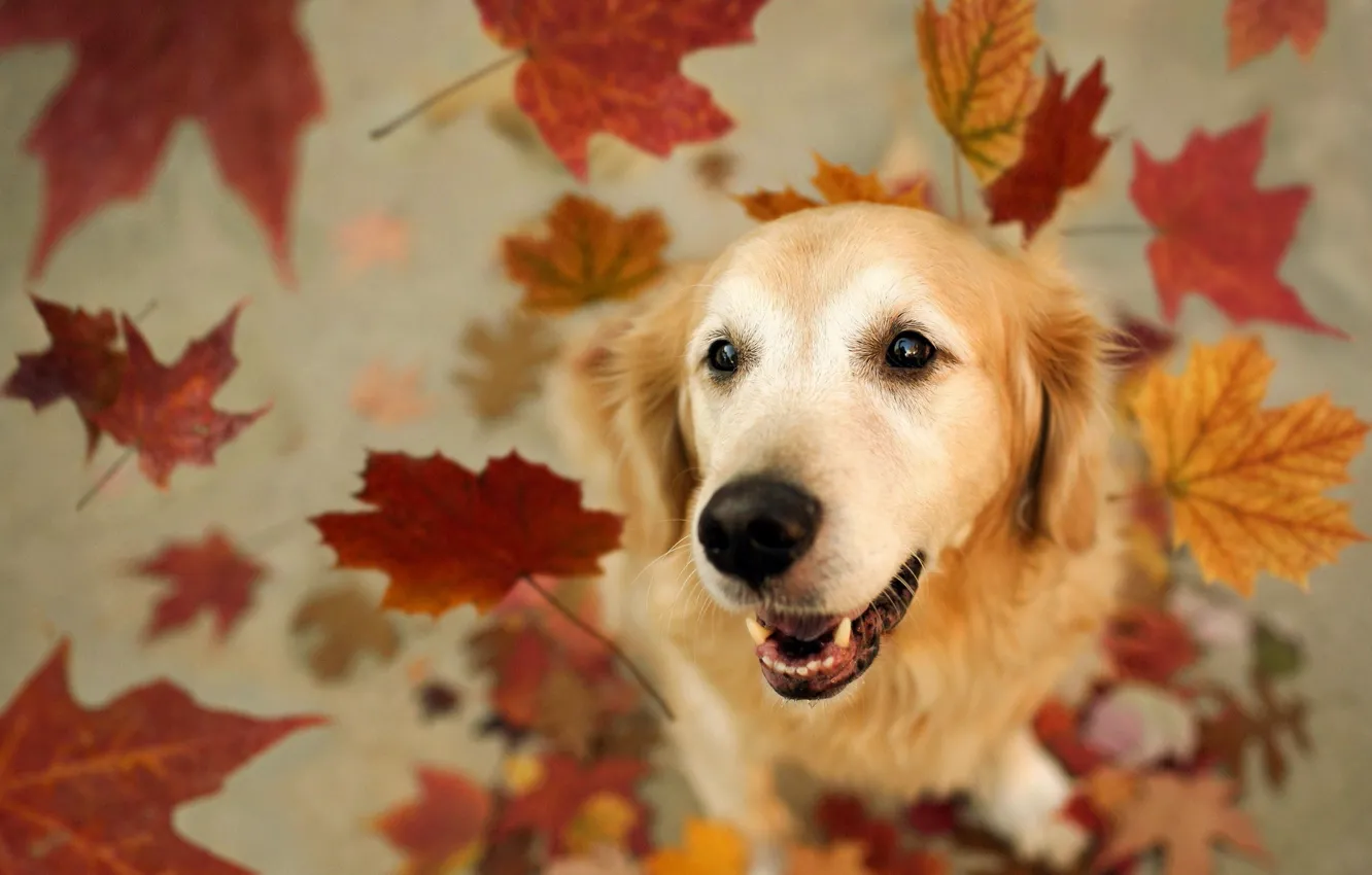 Фото обои листья, друг, собака