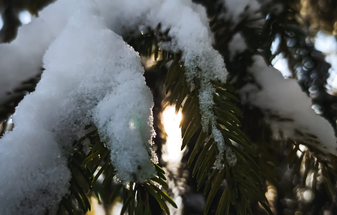 Фото обои Nature, Winter, Spruce