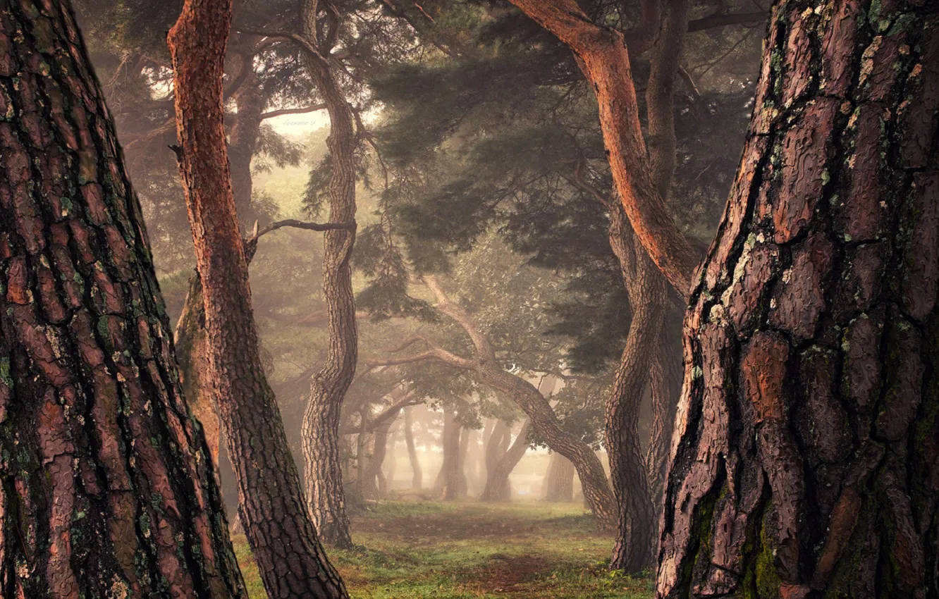 Фото обои туман, аллея, большие деревья