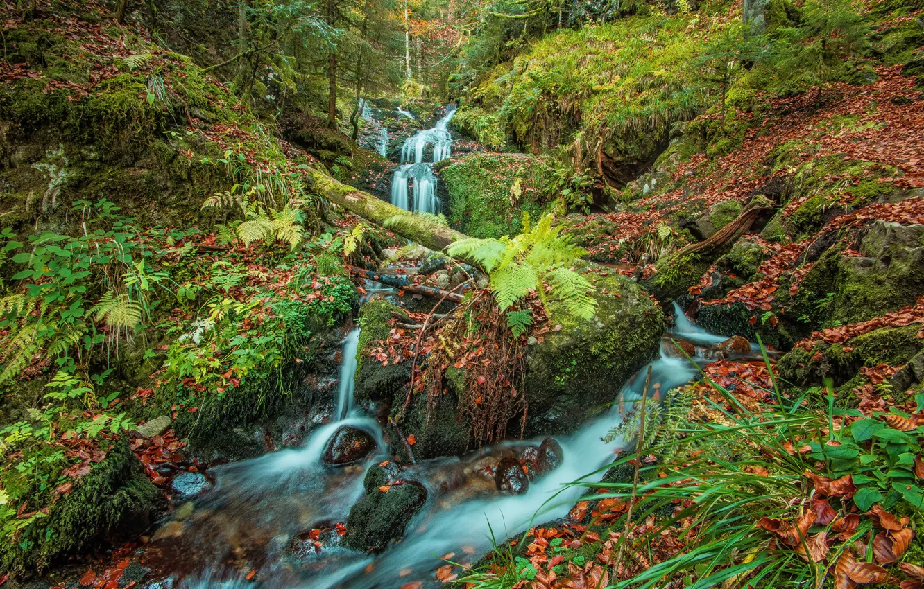 Фото обои лес, лето, камни, скалы, заросли, растительность, водопад, бревно