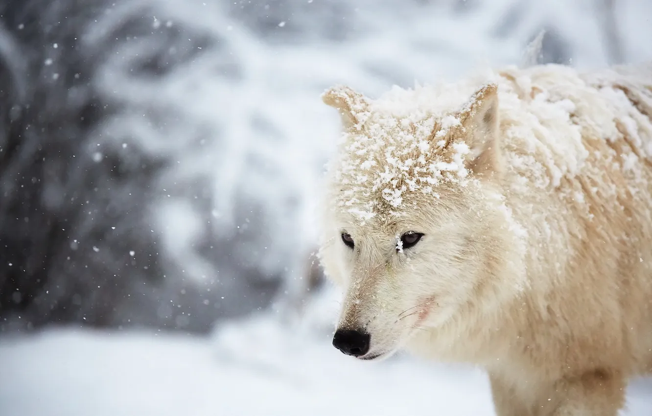 Фото обои зима, снег, Arctic wolf