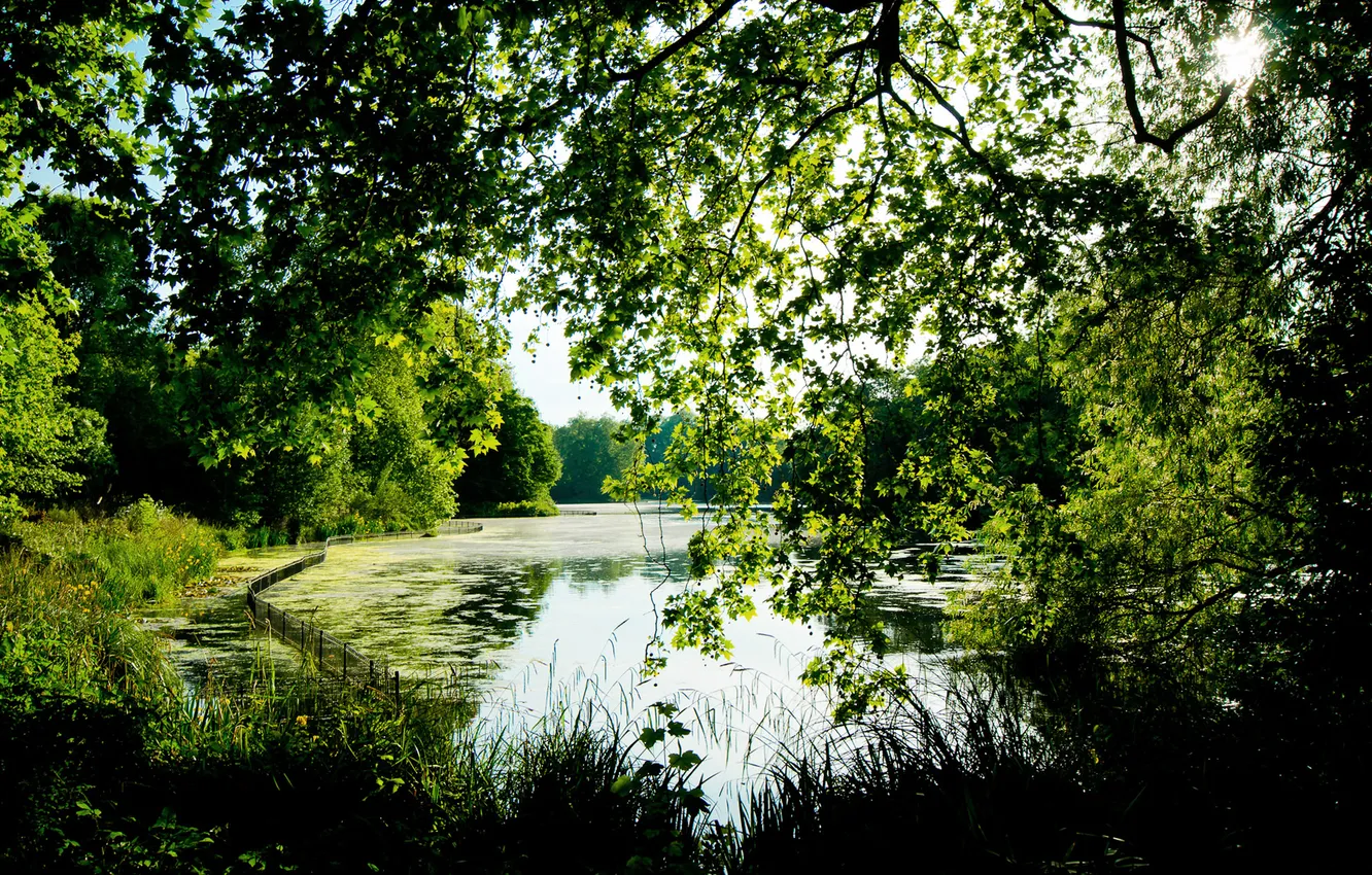 Фото обои лето, трава, листья, деревья, озеро, пруд, парк, листва