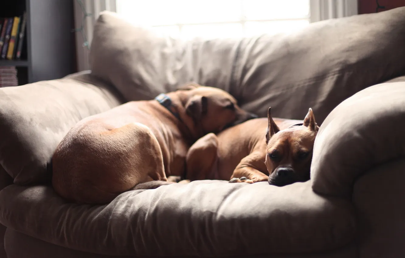 Фото обои собаки, уют, дом