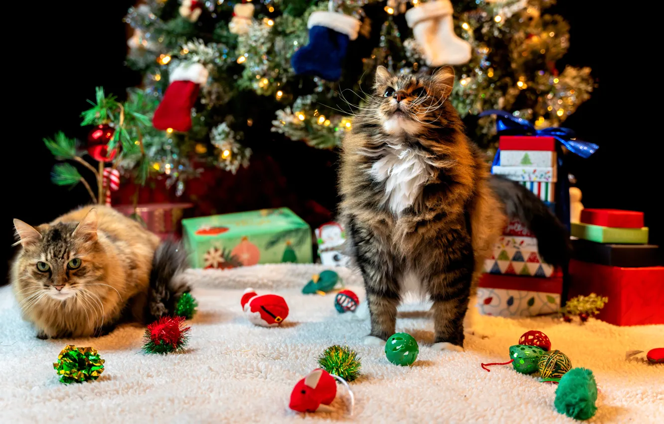 Фото обои кошка, кот, кошки, праздник, Рождество, пара, Новый год