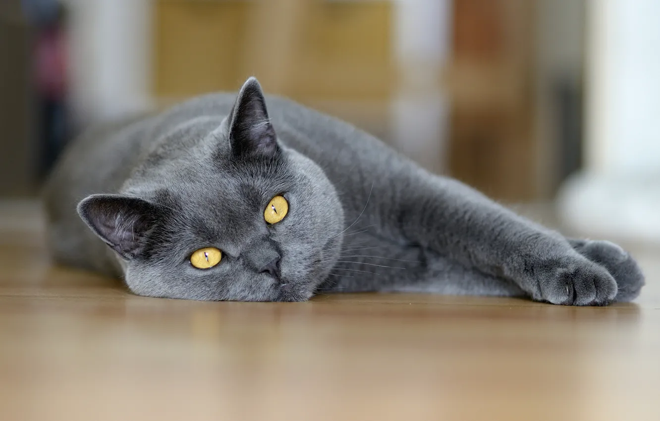 Фото обои глаза, кот, макро, серый, лежит