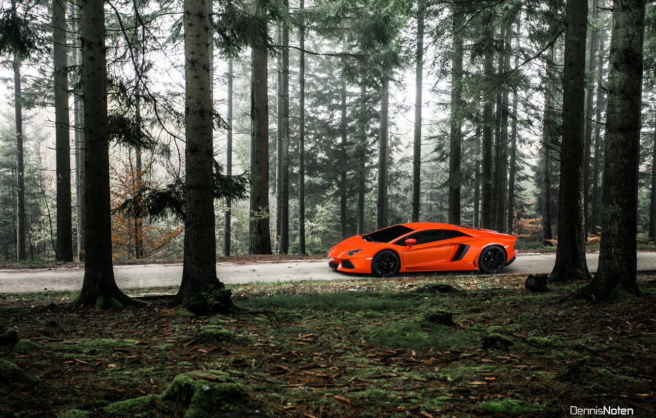 Фото обои лес, свет, Lamborghini, Aventador