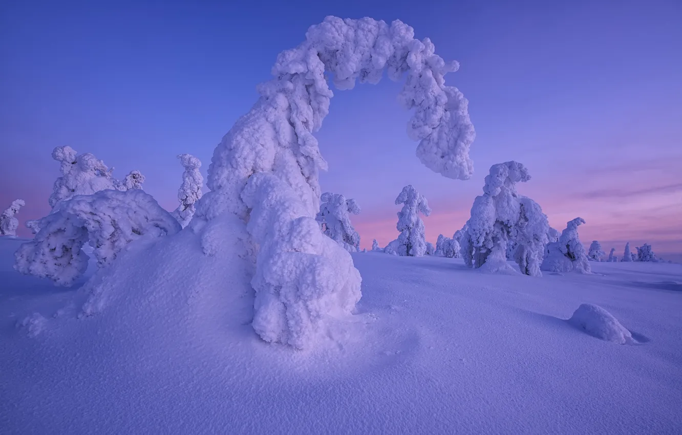 Фото обои зима, снег, деревья, закат, сугробы, Финляндия, Лапландия