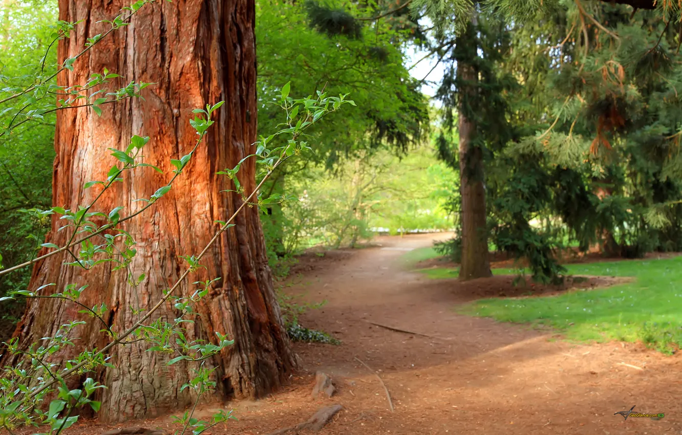 Фото обои лес, деревья, природа, тропа, summer, forest, path, pine tree