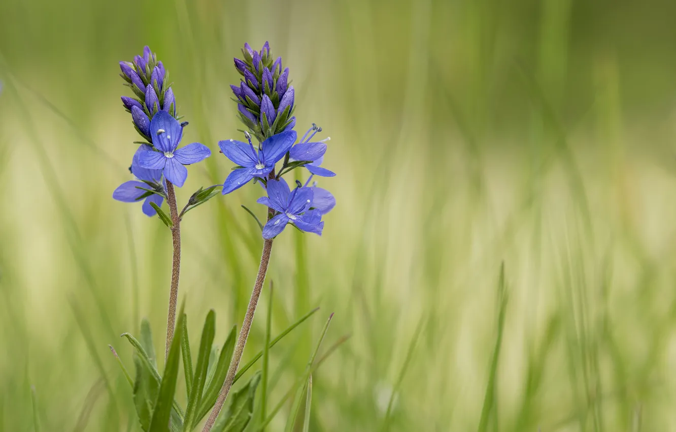 Фото обои макро, цветы, зелёный фон