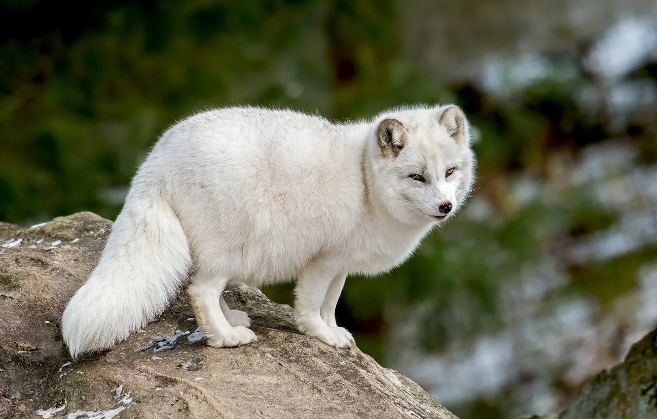 Фото обои белый, природа, поза, камни, песец