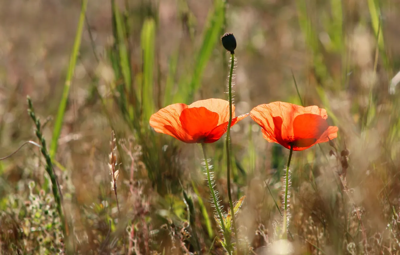 Фото обои red, poppy, meadow, blooming