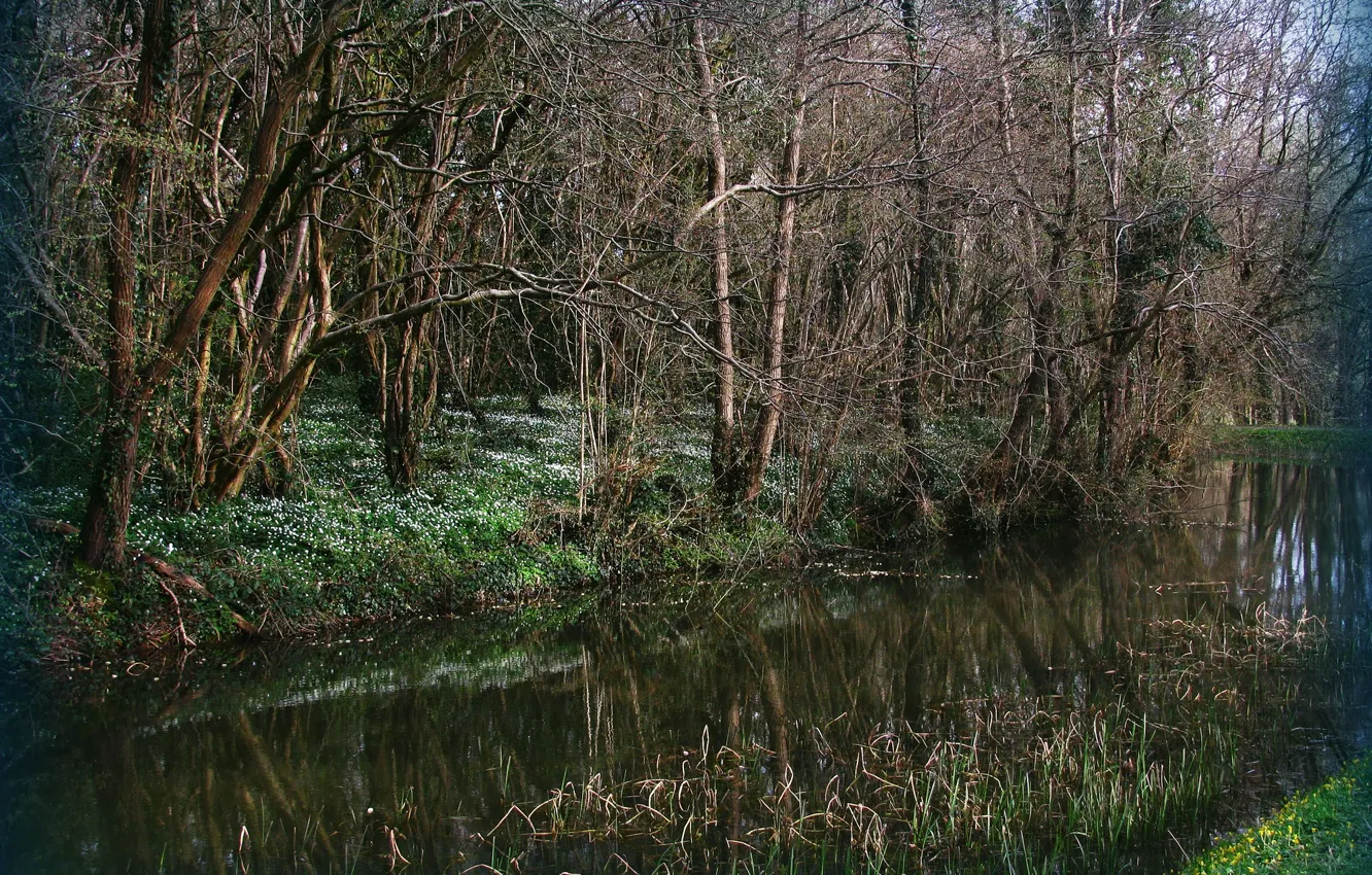Фото обои лес, река, весна