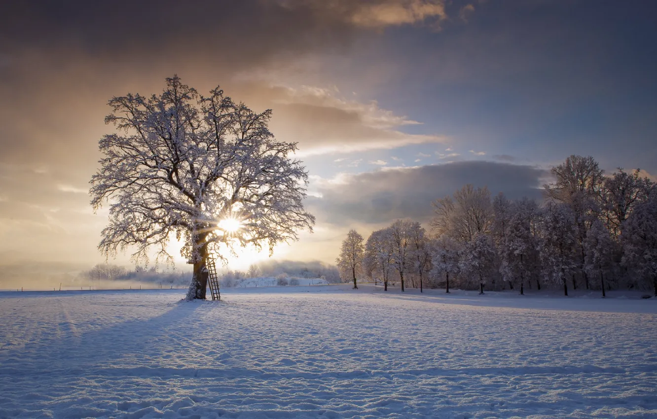 Фото обои зима, небо, облака, снег, деревья, Фридрих Берен