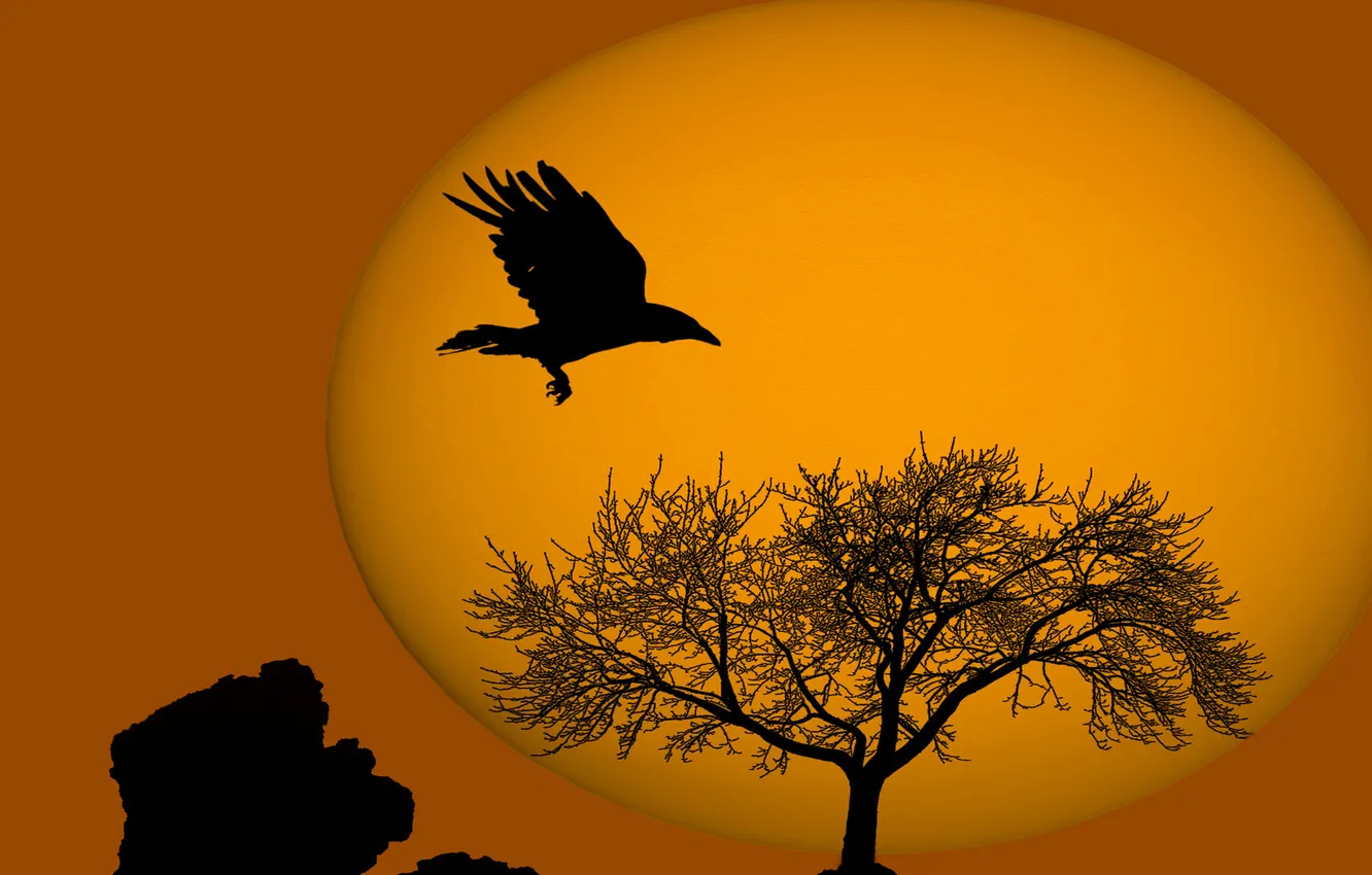 Фото обои небо, солнце, закат, дерево, птица, камень, силуэт