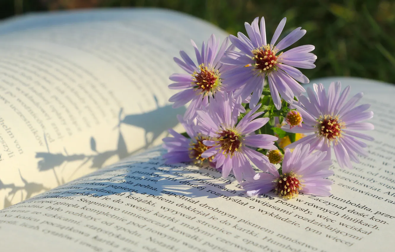 Фото обои flower, book, paper, asters