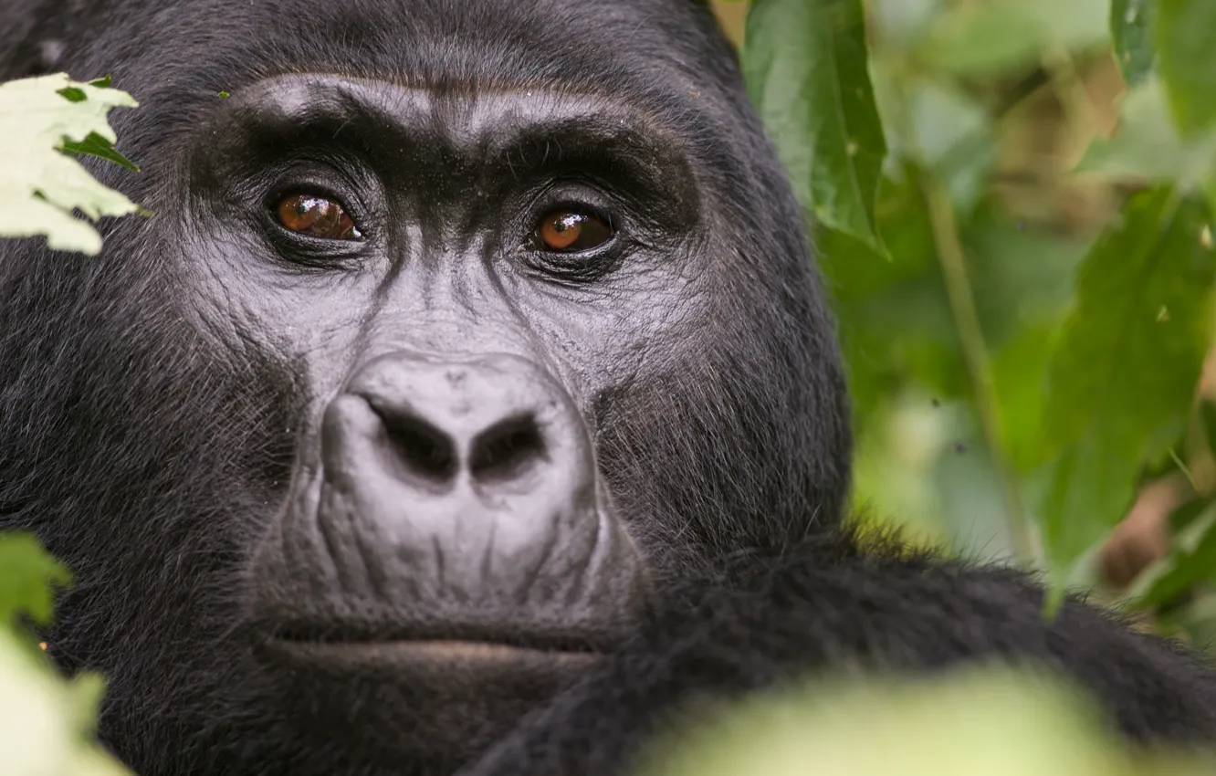 Фото обои face, animal, gorilla, wildlife