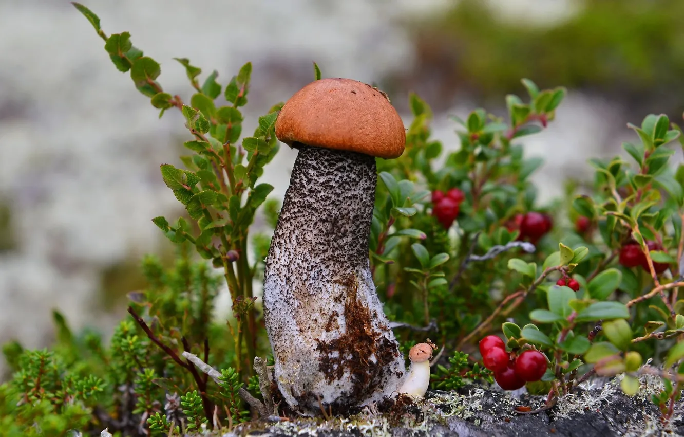 Фото обои макро, ягоды, гриб, подосиновик, брусника