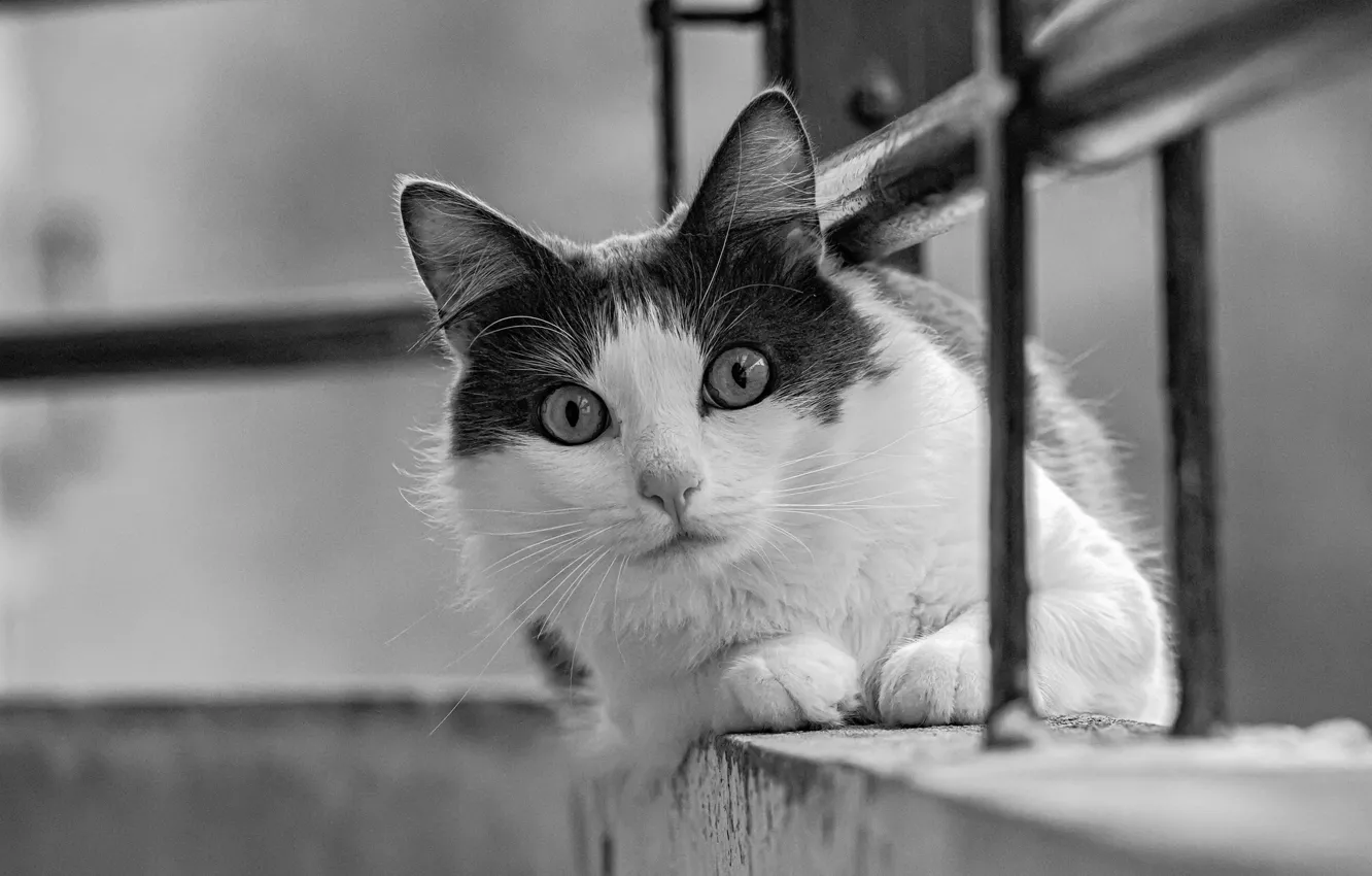 Фото обои кошка, взгляд, мордочка, чёрно-белая, монохром