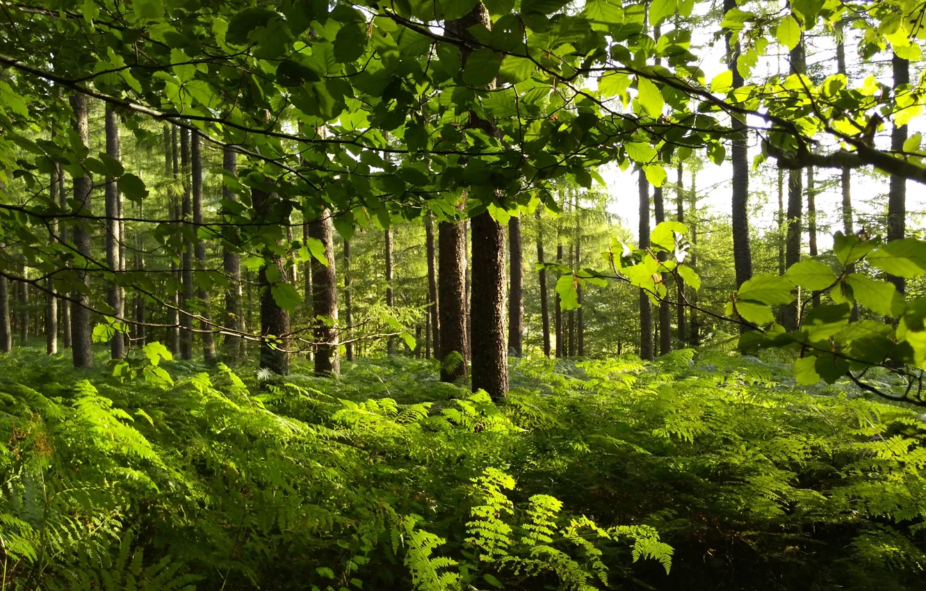 Фото обои зелень, лес, листья, деревья, ветки, папоротник
