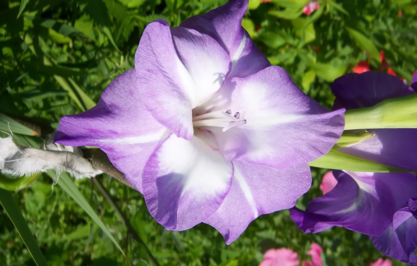 Фото обои цветок, фиолетовый, гладиолус, Meduzanol ©