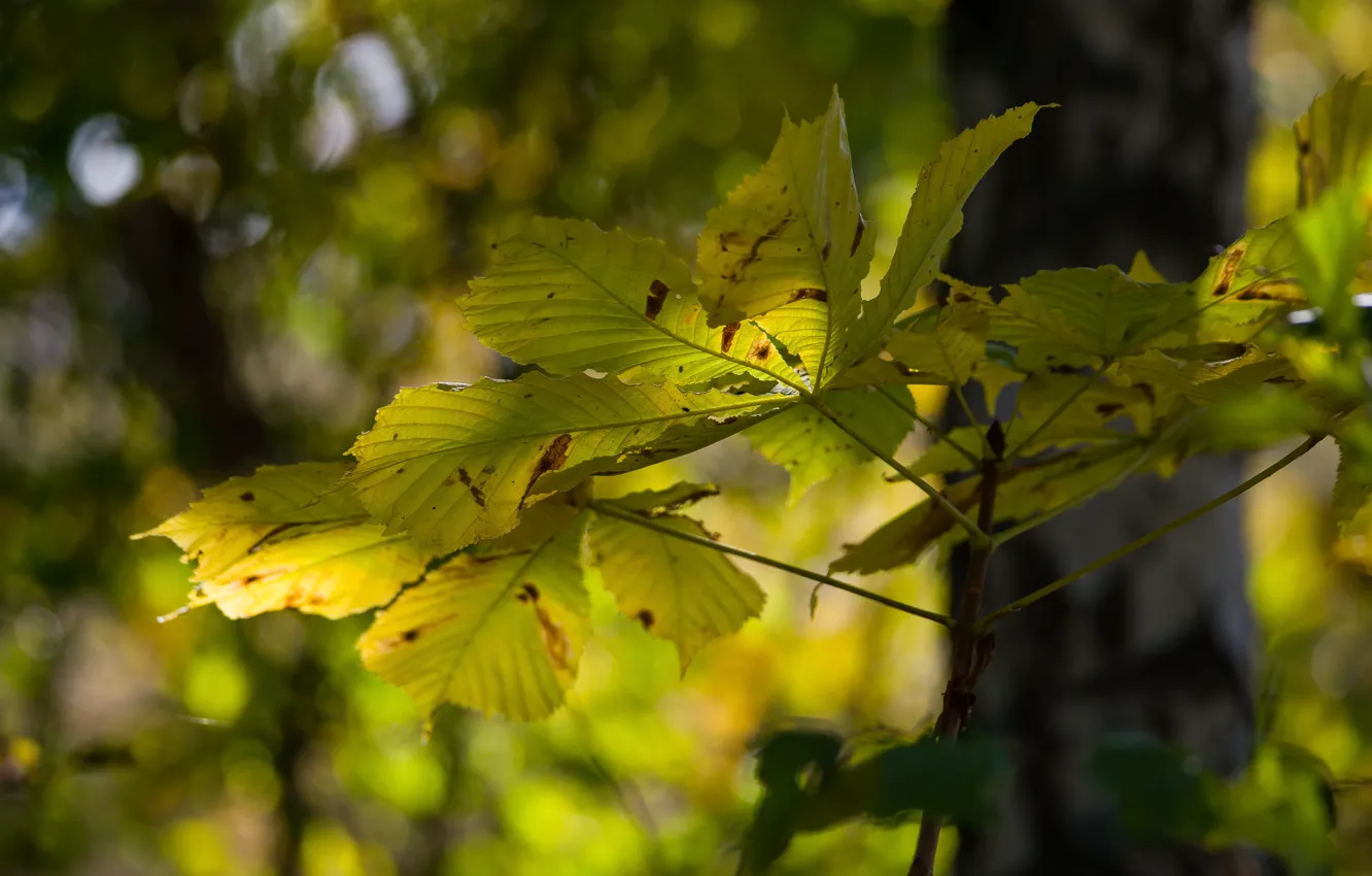 Фото обои осень, листья, боке, солнечный свет