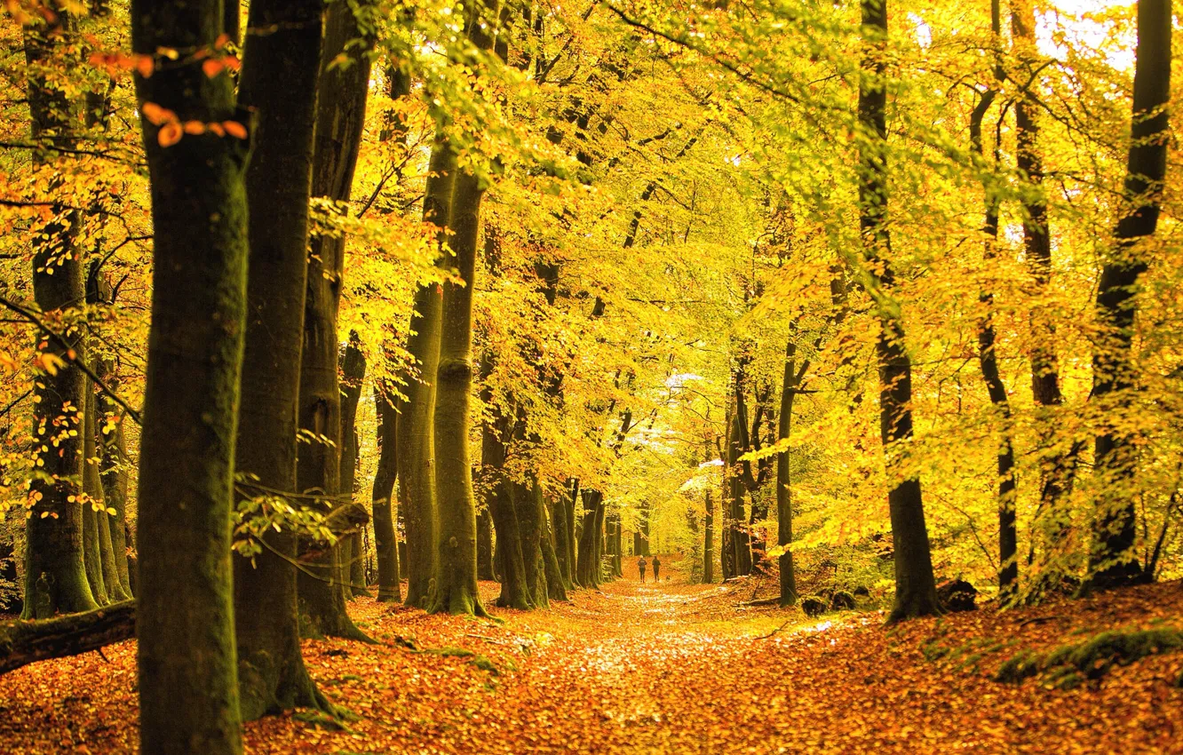 Фото обои осень, лес, деревья, парк
