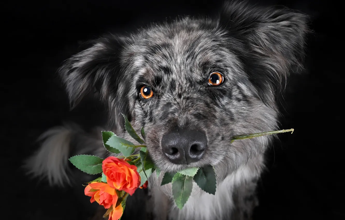 Фото обои цветок, взгляд, собака