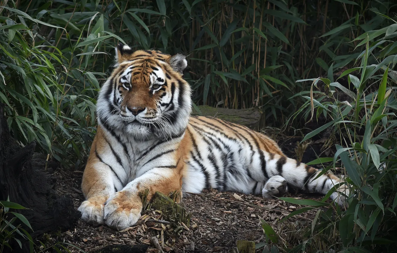 Фото обои тигр, заросли, отдых, хищник