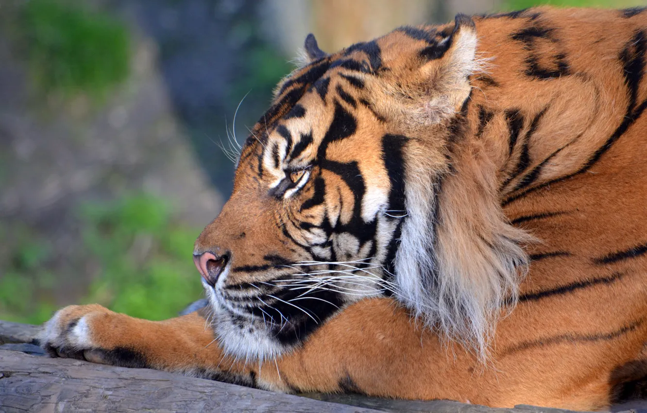 Фото обои морда, тигр, лежит, профиль