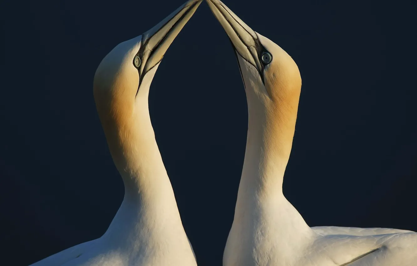 Фото обои black, animals, couple, neck, beak, background_, Two-birds