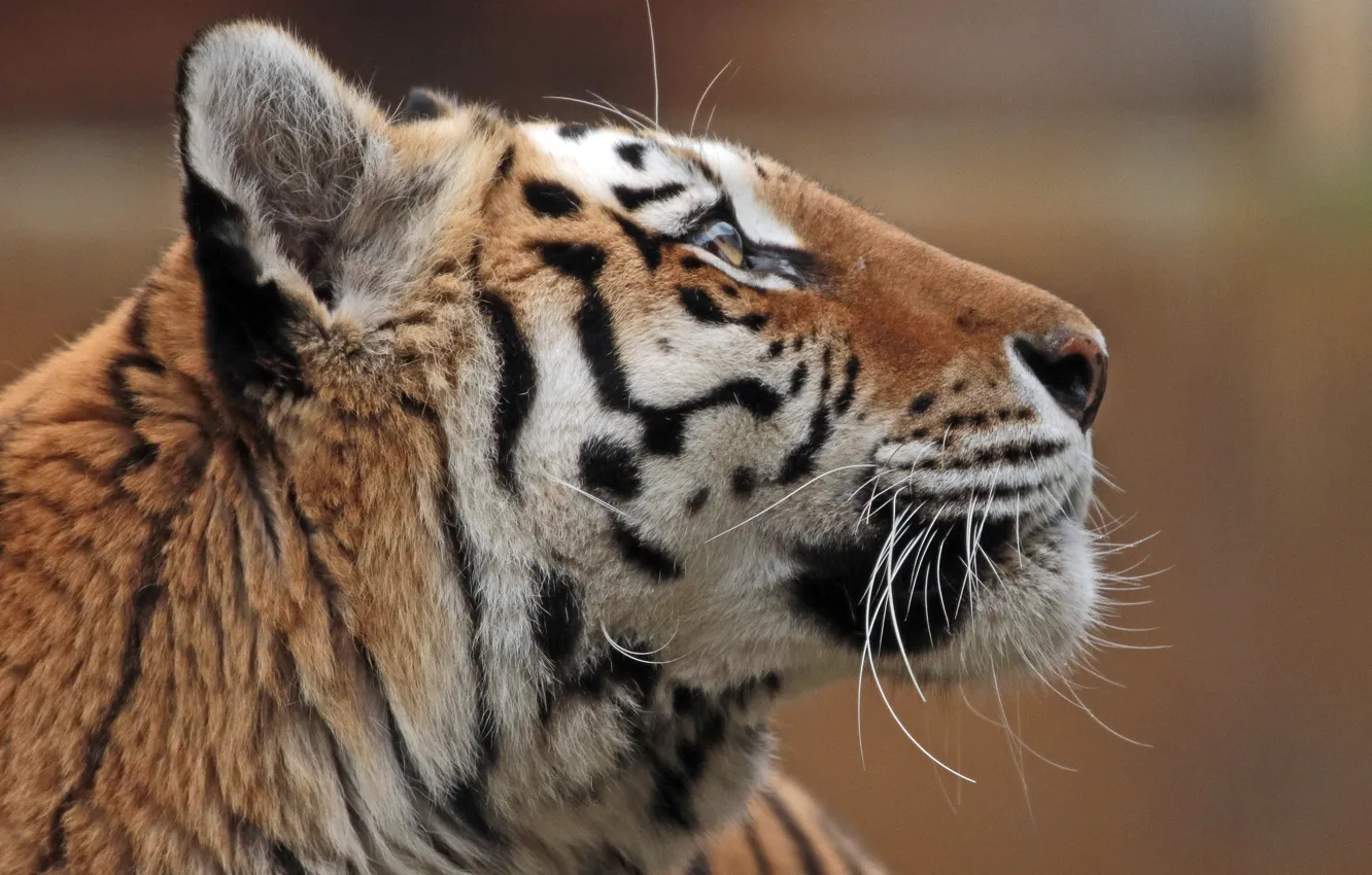 Фото обои морда, профиль, амурский тигр