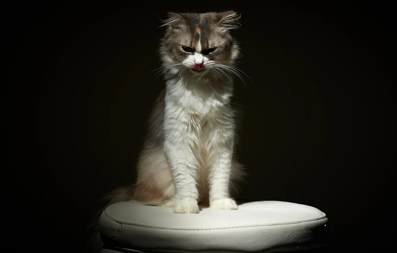 Фото обои язык, кошка, темно, стул