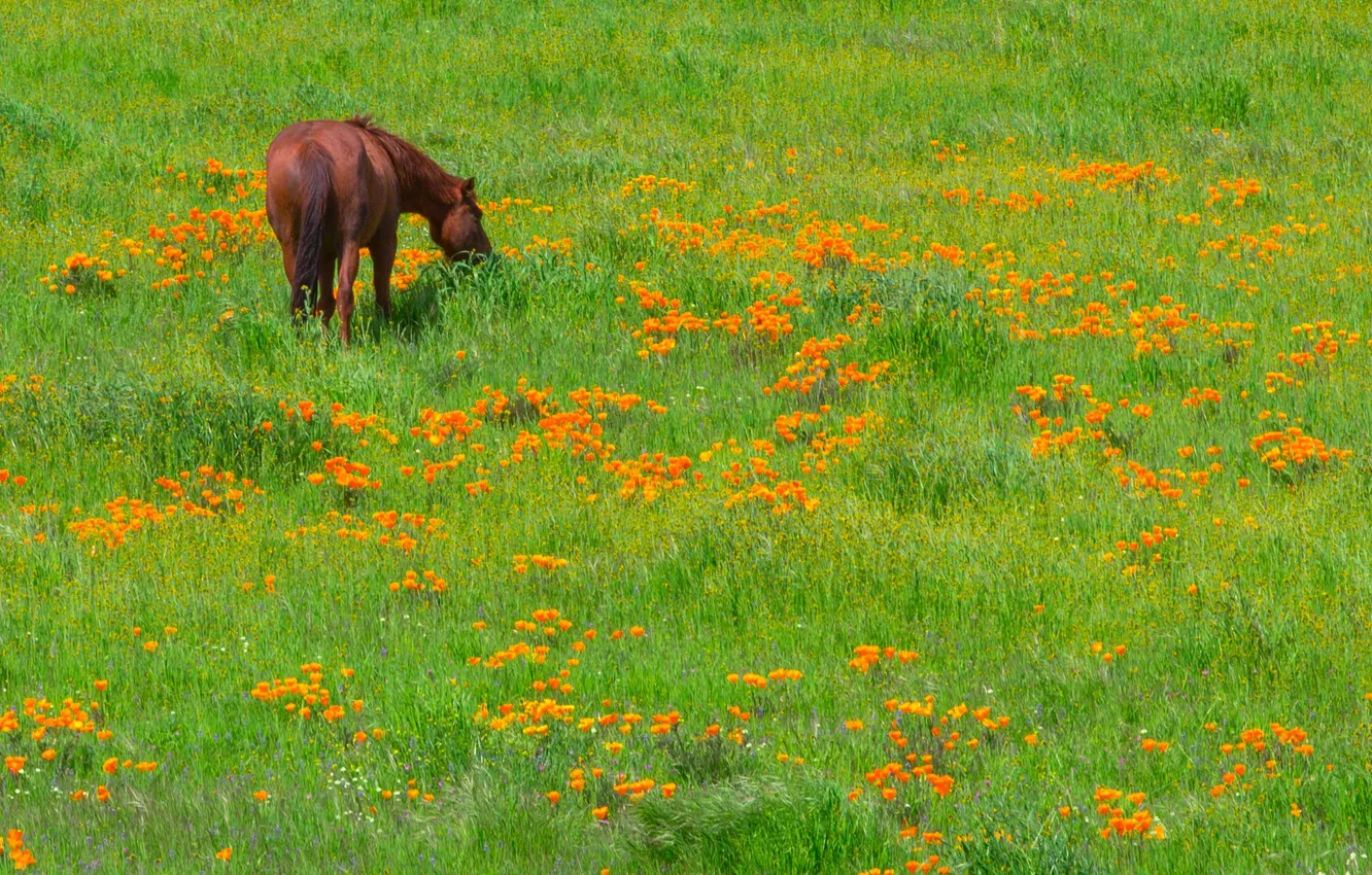Фото обои трава, цветы, лошадь, луг