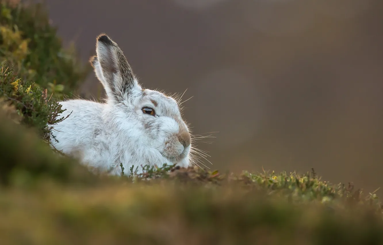 Фото обои природа, фон, Mountain Hare