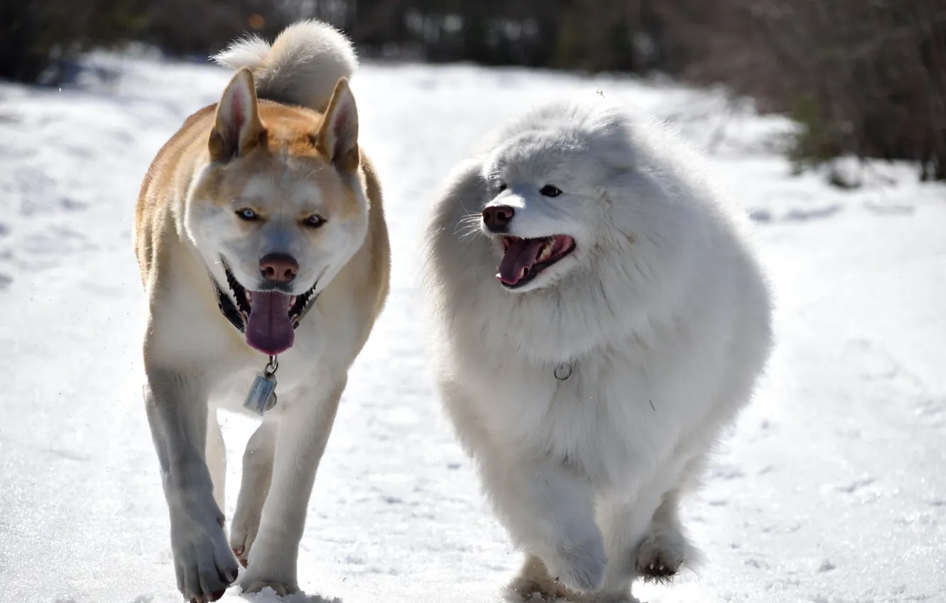 Фото обои зима, собаки, прогулка, друзья