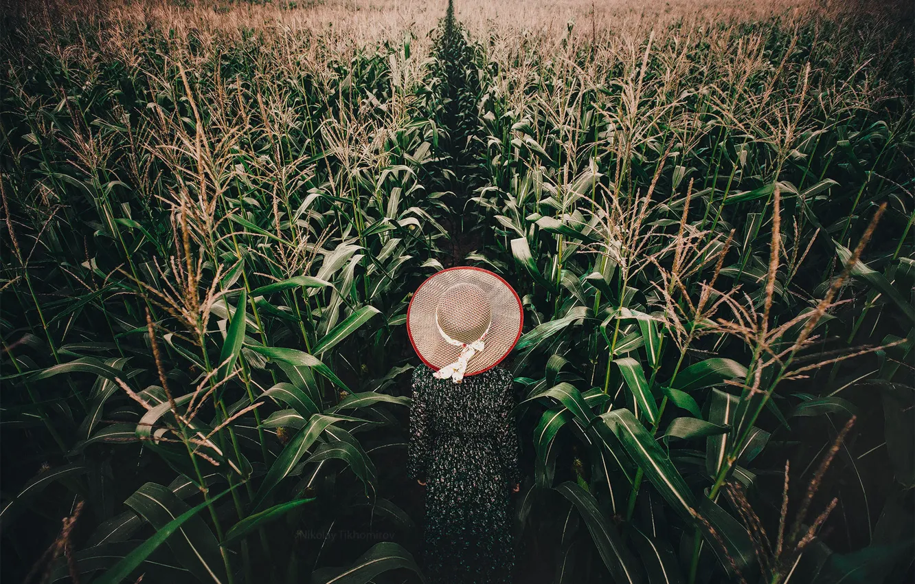 Фото обои поле, листья, девушка, спина, шляпа, кукуруза, платье, прогулка