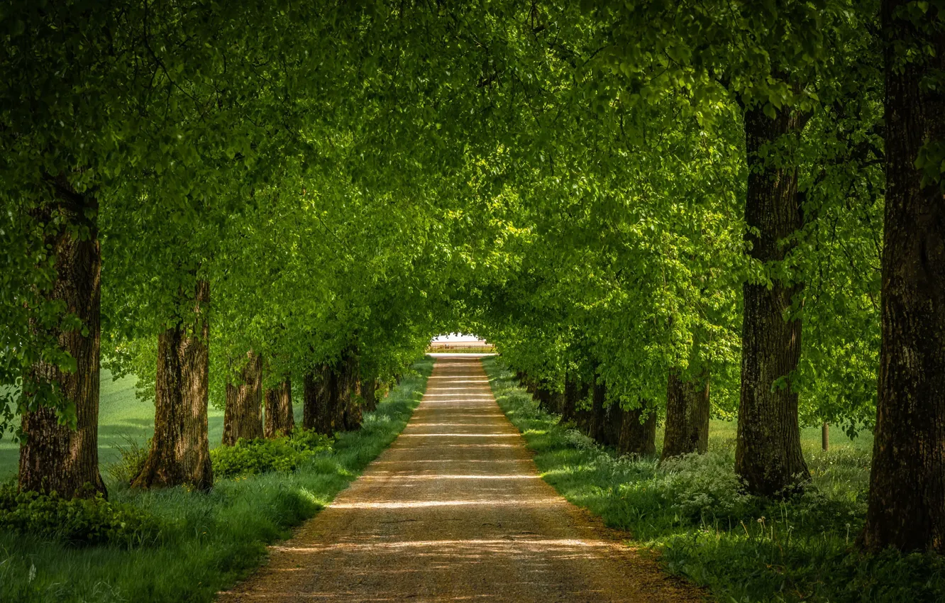 Фото обои дорога, лето, деревья