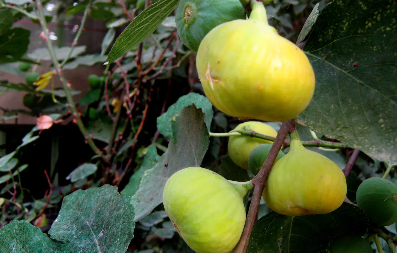 Фото обои yellow, Sweet fruit, yellow fruit, Fig tree, Fig fruit