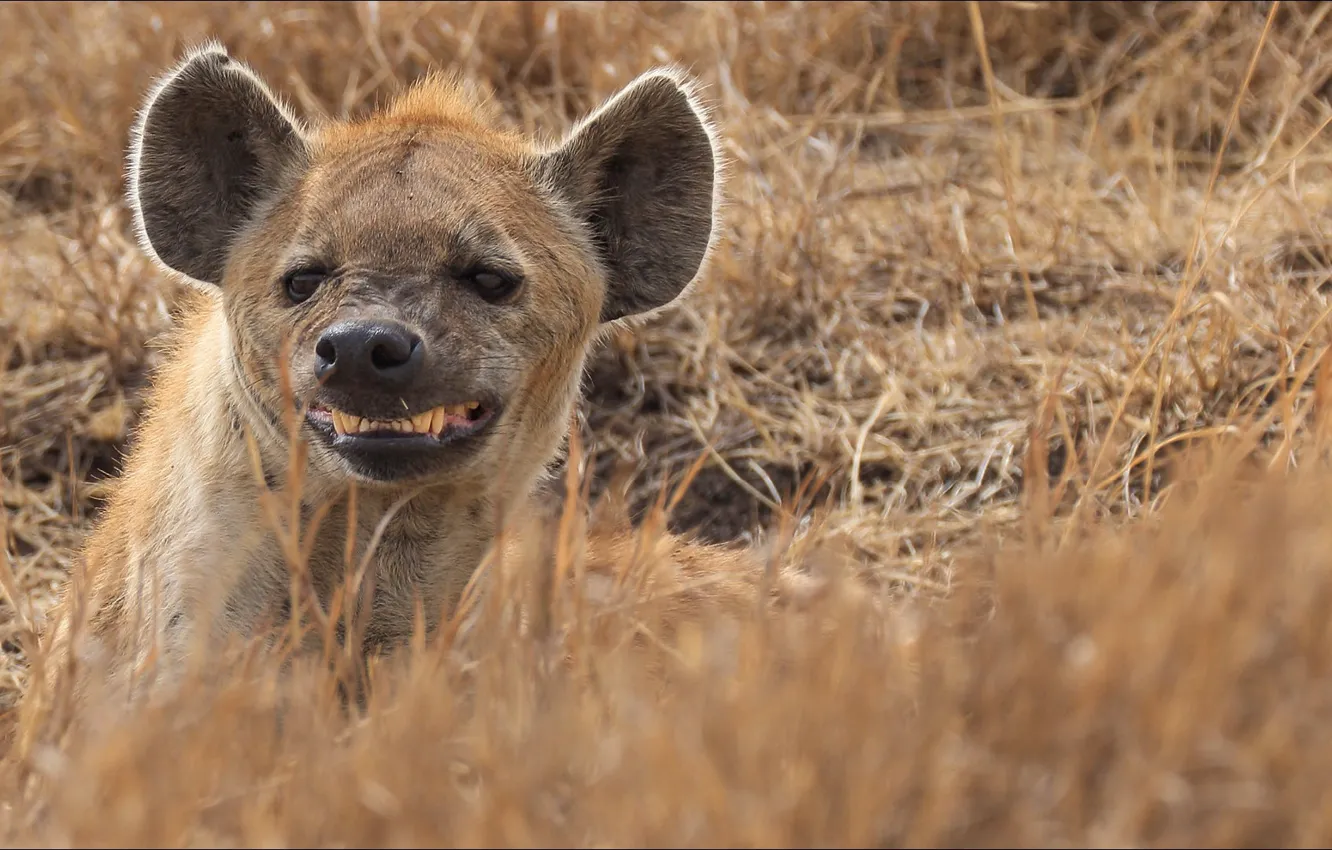 Фото обои портрет, гиена, ухмылка, portrait, grin, Hyena