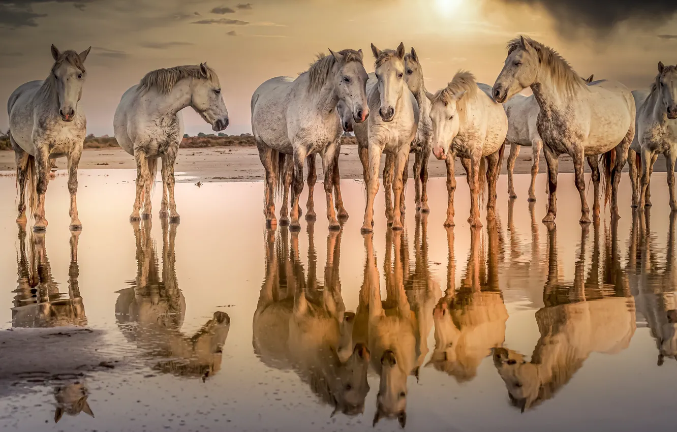 Фото обои вода, природа, кони