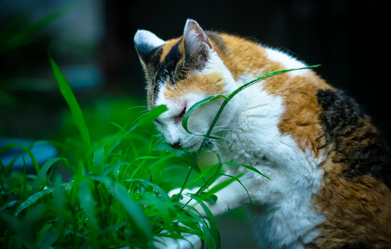 Фото обои трава, кот, котик, раскраска