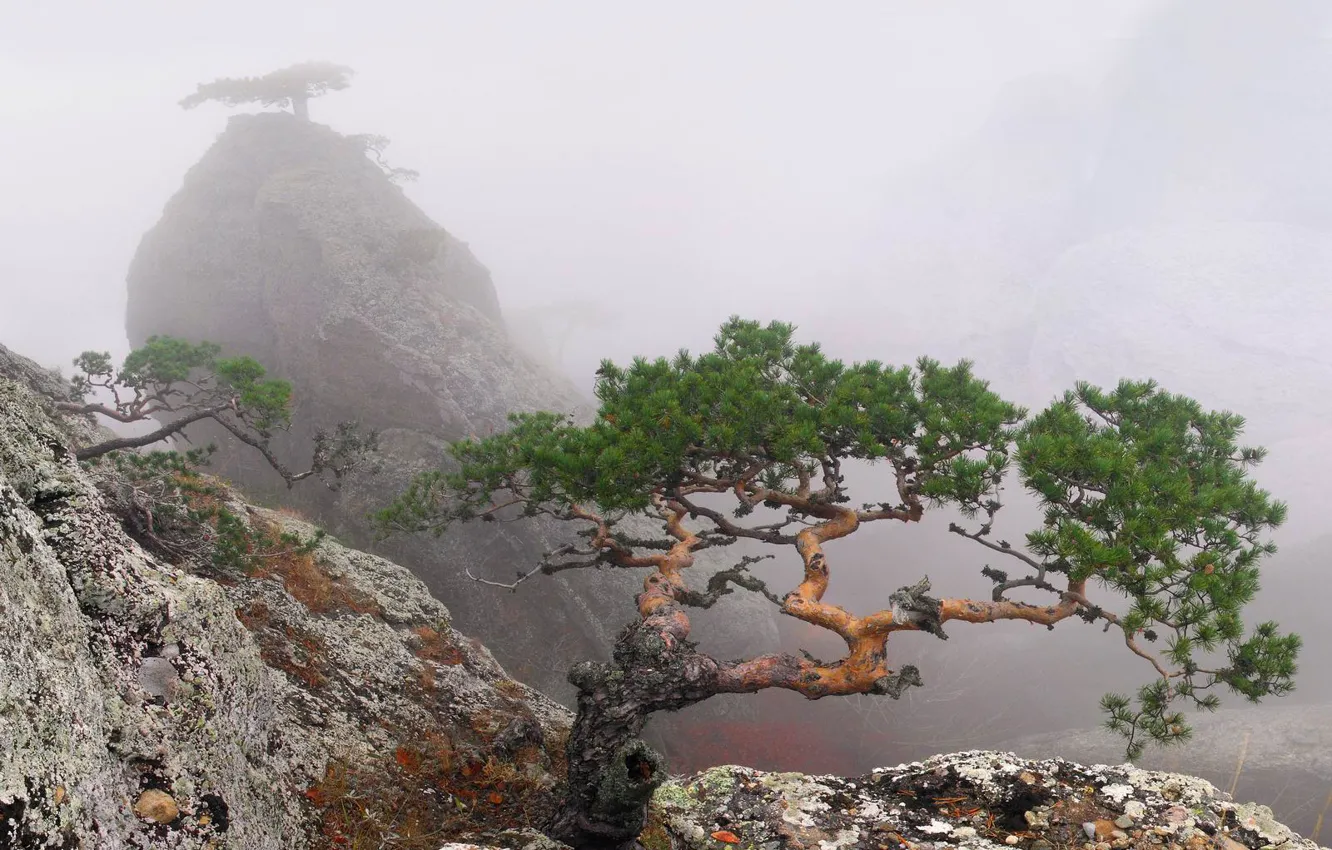 Фото обои лето, деревья, туман, скала, Крым