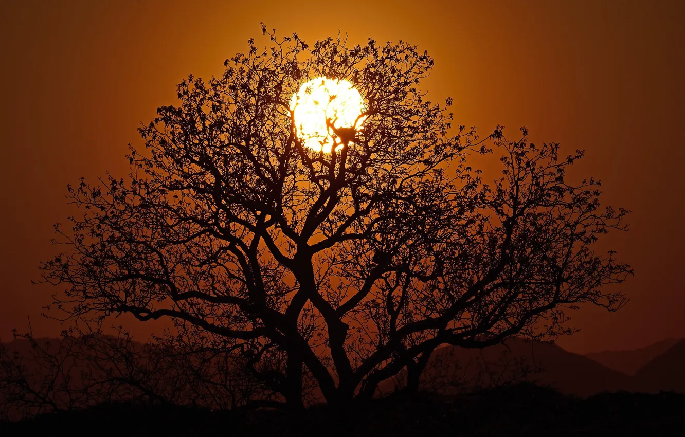 Фото обои солнце, закат, ветки, дерево, силуэт