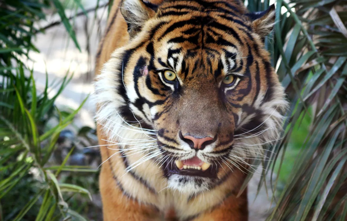 Фото обои тигр, sumatran, tiger