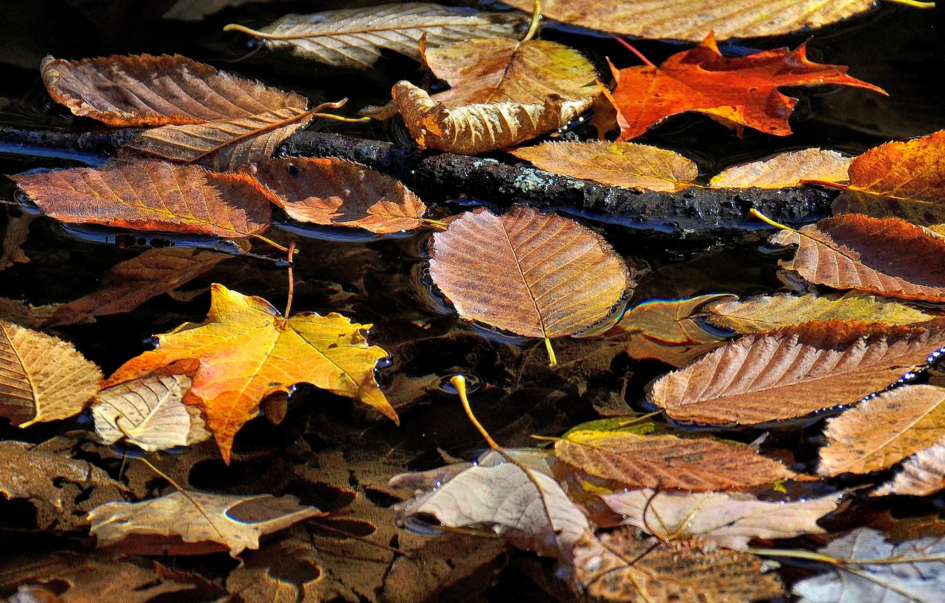 Фото обои осень, листья, вода, ручей, ветка
