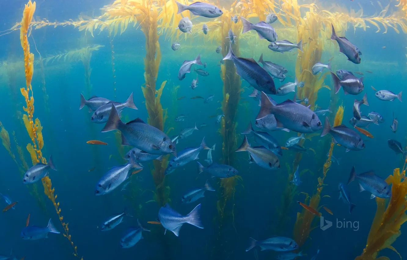 Фото обои море, океан, рыба, Калифорния, США, район Сан-Диего, ламинария